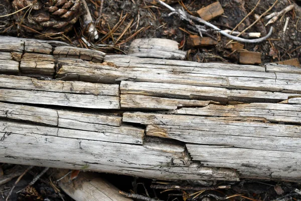 Une Vue Dessus Bois Coupé Dans Forêt — Photo