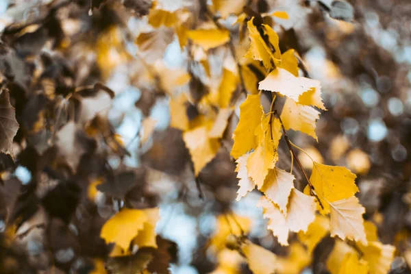 Tiro Close Belas Folhas Outono Galho Árvore — Fotografia de Stock