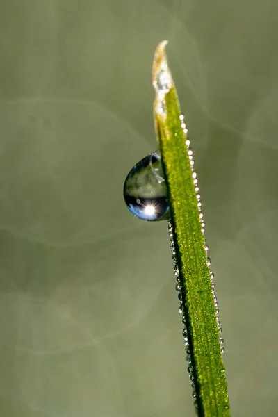 Makro Skott Vatten Droppe Ett Grönt Blad — Stockfoto