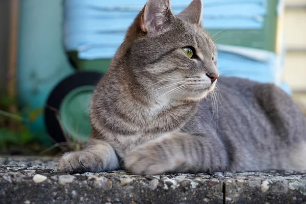 Британська Короткохвоста Кішка Ковдрою — стокове фото
