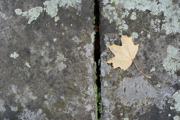 Eine Nahaufnahme Von Schönen Herbstblättern — Stockfoto