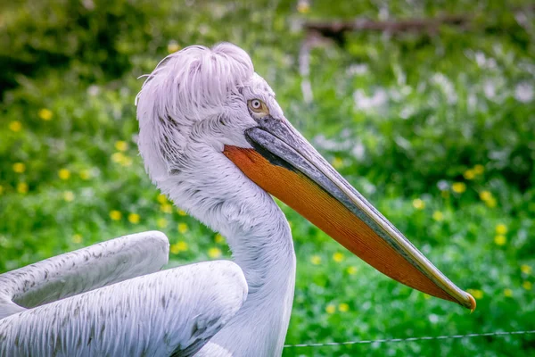 Detailní Záběr Bílého Kudrnatého Pelikána Zelené Louce — Stock fotografie