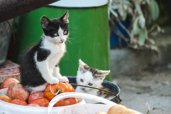Крупним Планом Милі Кошенята Грають Дворі Овочами — стокове фото