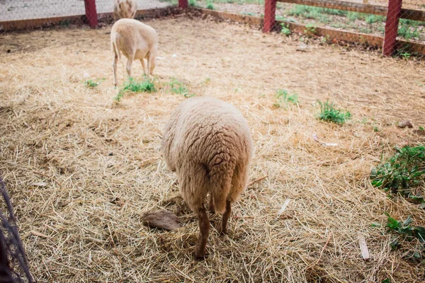 Wysoki Kąt Ujęcia Owiec Farmie Ciągu Dnia — Zdjęcie stockowe