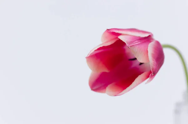 Gros Plan Une Fleur Tulipe Rose Isolée Sur Fond Blanc — Photo