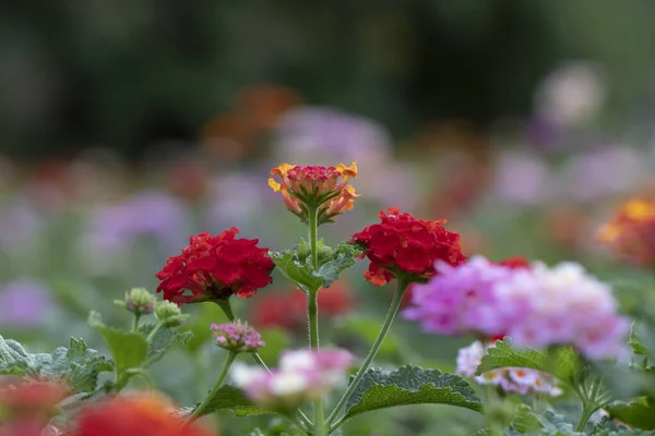 Tiro Seletivo Foco Flores Coloridas Florescendo Vegetação — Fotografia de Stock