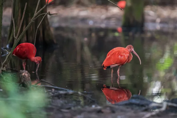 Selektywne Ujęcie Uroczego Szkarłatnego Ibis Wodzie — Zdjęcie stockowe