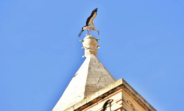 Birzebbuga Malta Outubro 2015 Cegonha Branca Ciconia Ciconia Migrando Sobre — Fotografia de Stock