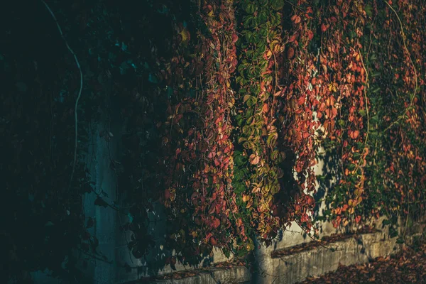 Eine Schöne Aufnahme Von Pflanzen Die Herbst Der Wand Wachsen — Stockfoto