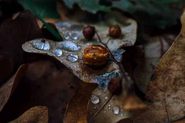 Eine Nahaufnahme Von Wassertropfen Auf Herbstblättern — Stockfoto