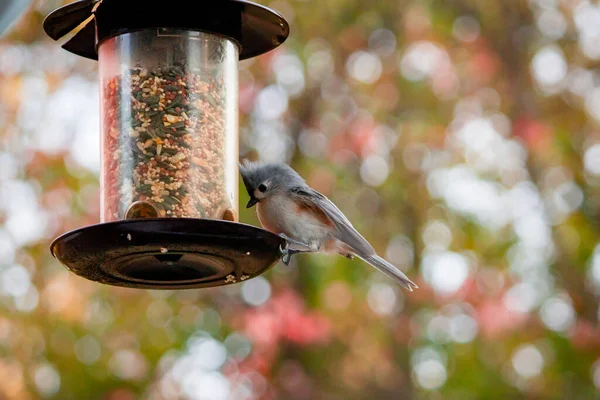 Een Selectieve Focusopname Van Een Vogel Met Bomen Achtergrond — Stockfoto