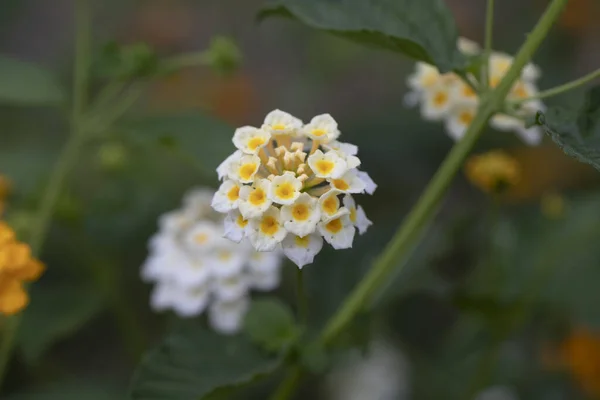 Zbliżenie Ujęcie Kwitnących Białych Kwiatów Lantana Zieleni — Zdjęcie stockowe