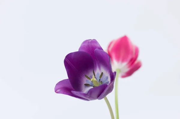 Close Duas Flores Tulipa Coloridas Isoladas Fundo Branco Com Espaço — Fotografia de Stock