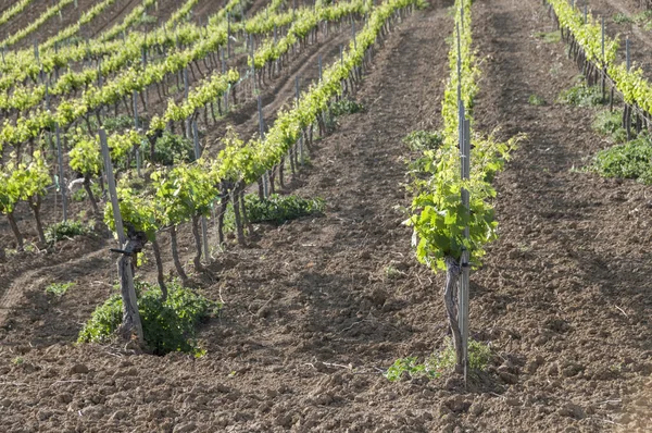 Eine Nahaufnahme Von Reihen Von Weinbergen Jerez Spanien — Stockfoto