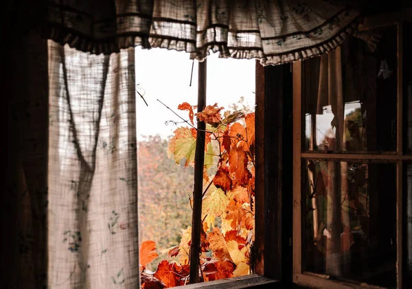 Крупный План Цветных Осенних Листьев Видимых Открытого Окна — стоковое фото