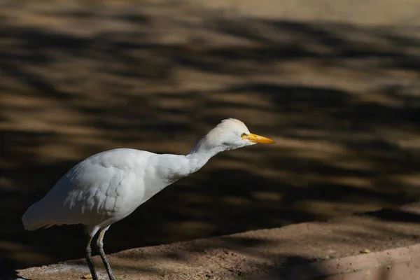 Selective Focus Shot Egret Captured Sunny Day — Stock Photo, Image