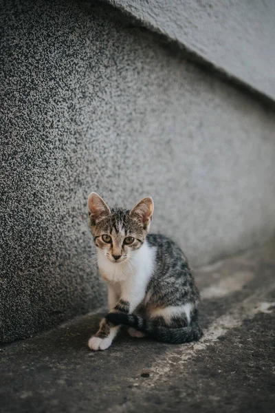 기대어 줄무늬 고양이의 — 스톡 사진