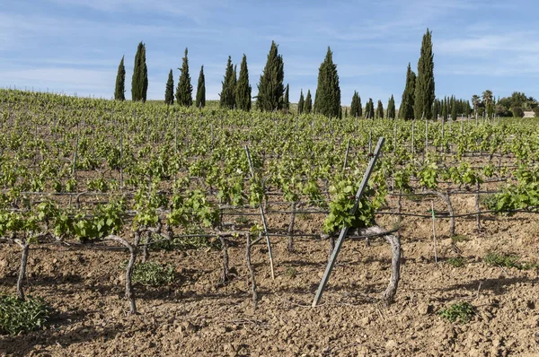 Primer Plano Las Hileras Viñedos Colinas Onduladas Jerez España — Foto de Stock