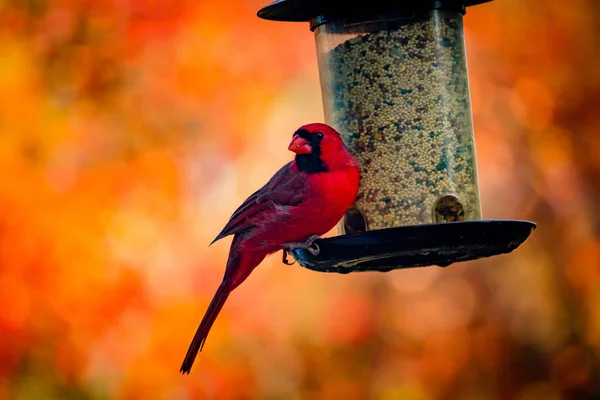 背景に木で覆われた鳥の選択的フォーカスショット — ストック写真