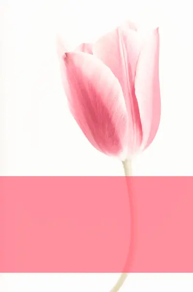 Tiro Vertical Uma Flor Tulipa Rosa Isolada Fundo Branco Com — Fotografia de Stock