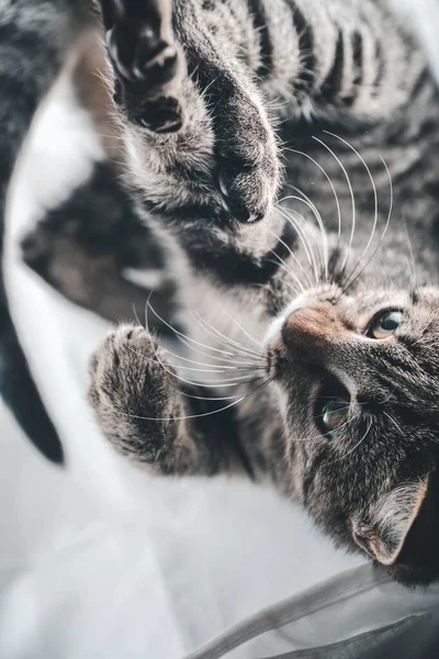 一只可爱的灰色小猫仰卧在地上 两条腿向上的垂直镜头 — 图库照片