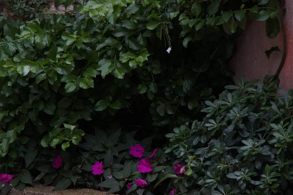 Hermoso Primer Plano Diferentes Tipos Hojas Jardín —  Fotos de Stock