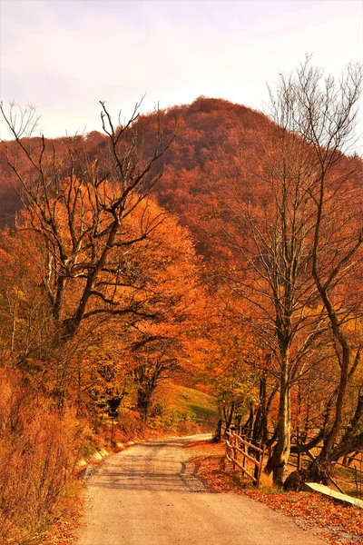 Tiro Vertical Uma Estrada Cercada Por Belas Árvores Outono — Fotografia de Stock