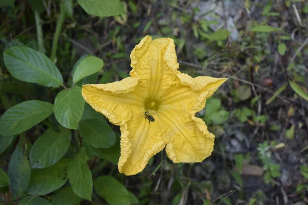 Vista Superior Una Flor Amarilla Una Planta Calabaza Cultivada Una — Foto de Stock