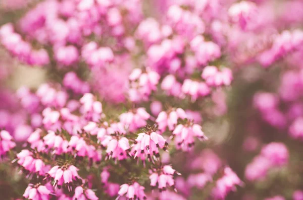 정원에 아름다운 분홍빛 선택적 — 스톡 사진