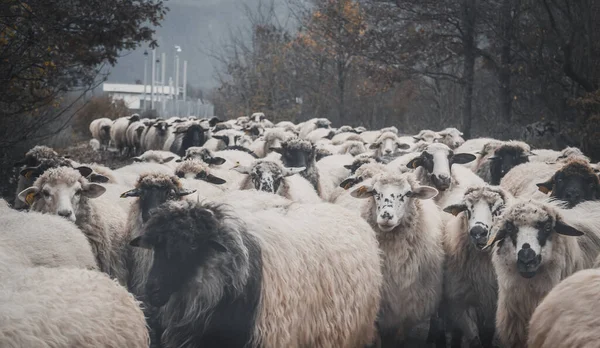 羊の群れが村を歩いている — ストック写真