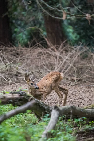 Een Selectieve Focus Shot Van Een Schattige Fawn Het Bos — Stockfoto