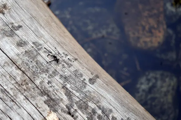 Primer Plano Una Madera Con Arañazos Grietas —  Fotos de Stock