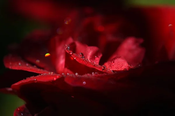 Крупним Планом Червона Троянда Краплями Дощу Ній Під Вогнями Розмитим — стокове фото