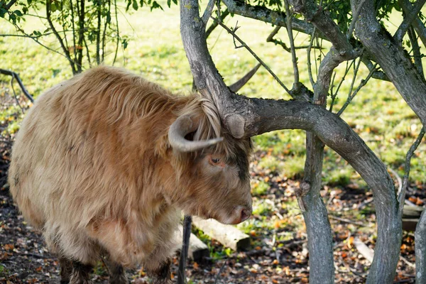 Detailní Záběr Skotské Horské Krávy Opírající Tenký Strom — Stock fotografie