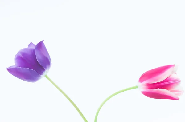 Close Duas Flores Coloridas Tulipa Inclinando Uns Dos Outros Fundo — Fotografia de Stock