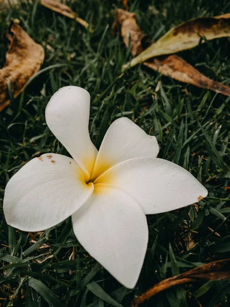 Вертикальний Знімок Поваленого Листя Біла Тайська Квітка Траві — стокове фото