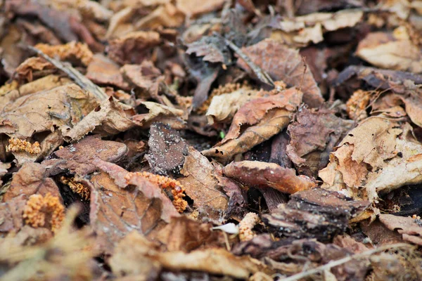 Closeup Rotten Dry Leaves Ground — Stock Photo, Image