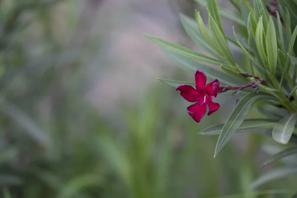 Tiro Seletivo Foco Uma Flor Vermelha Florescendo Vegetação — Fotografia de Stock
