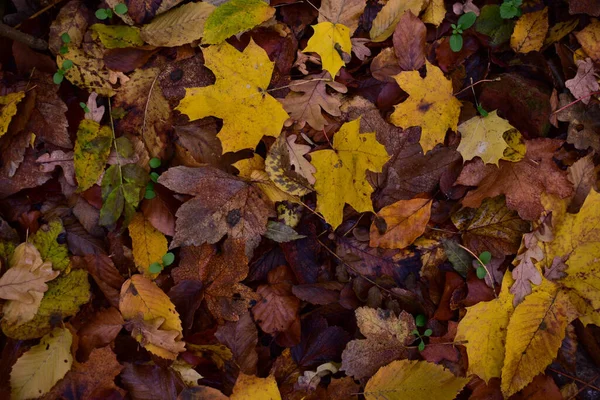 Close Folhas Outono Floresta — Fotografia de Stock