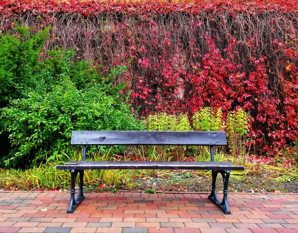 View Wooden Bench Park Oliwski Gdansk Poland Colorful Leaves Background — Stock Photo, Image