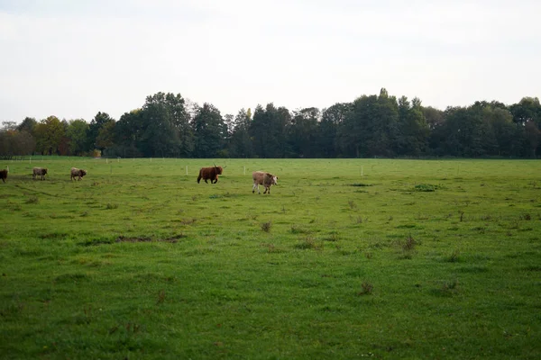 一头奶牛和公牛在田野里疾驰而过 — 图库照片