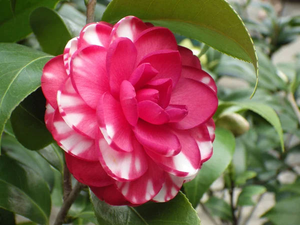 Une Fleur Camélia Rose Fleurissant Dans Jardin — Photo