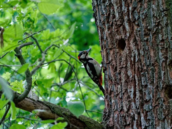 森の木の上でキツツキのクローズアップショット — ストック写真