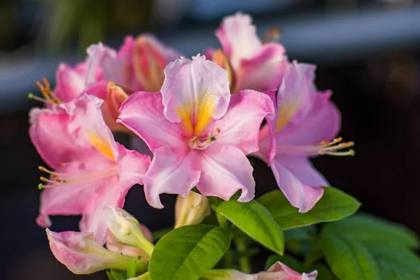 Egy Közeli Kép Rózsaszín Virágokról Teljes Virágukban — Stock Fotó