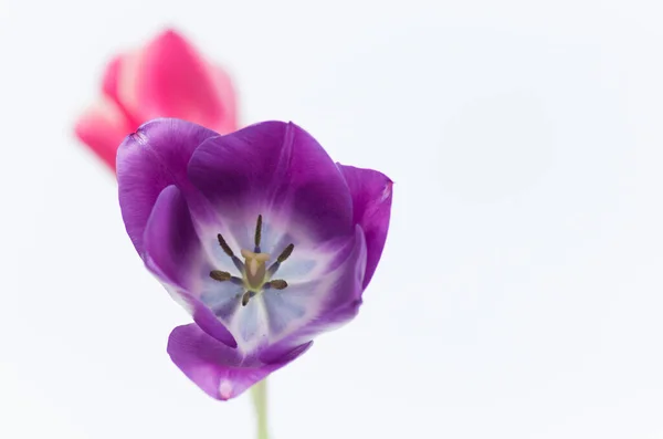 Close Duas Flores Tulipa Coloridas Isoladas Fundo Branco Com Espaço — Fotografia de Stock