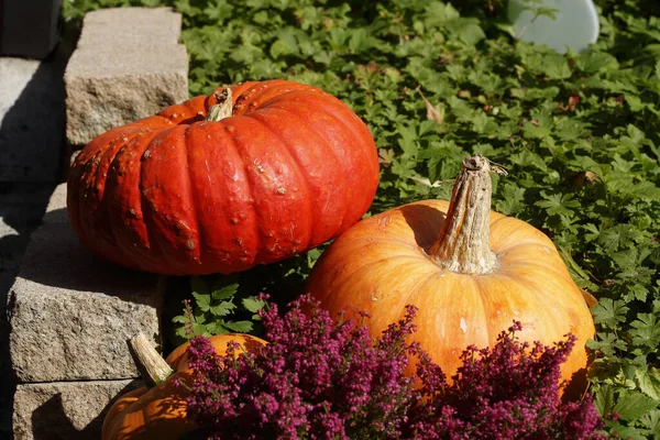 Eine Herbstszene Mit Orangefarbenen Kürbissen Einem Garten Deutschland — Stockfoto