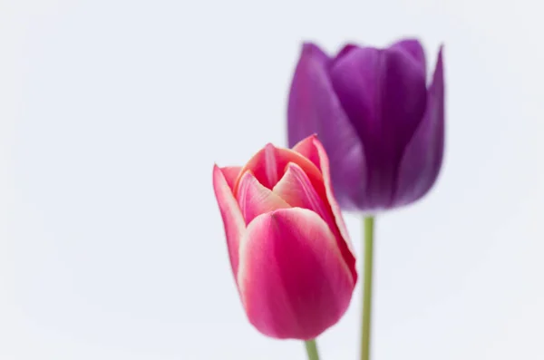 Крупним Планом Дві Барвисті Квіти Тюльпанів Ізольовані Білому Тлі Простором — стокове фото