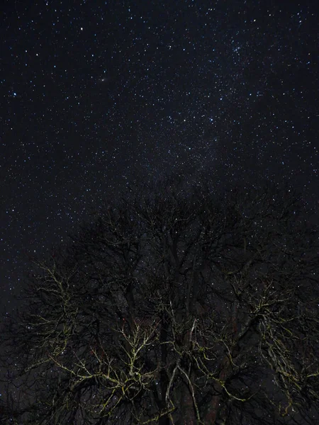 Ett Vertikalt Skott Ett Träd Stjärnhimlen — Stockfoto