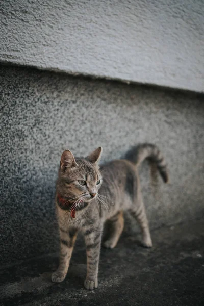 在街上看到一只漂亮的条纹猫的垂直镜头 — 图库照片