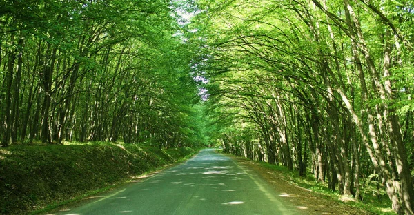 Primo Piano Una Strada Liscia Parco Verde Pittoreschi Alberi Verdi — Foto Stock